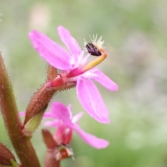 Stylidium (genus) (Trigger Plant) at Paddys River, ACT - 14 Dec 2021 by AnneG1