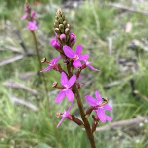 Stylidium sp. at Paddys River, ACT - 14 Dec 2021 11:15 AM