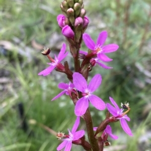 Stylidium sp. at Paddys River, ACT - 14 Dec 2021 11:15 AM