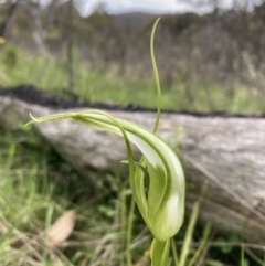 Pterostylis falcata (Sickle Greenhood) at Paddys River, ACT - 14 Dec 2021 by AnneG1