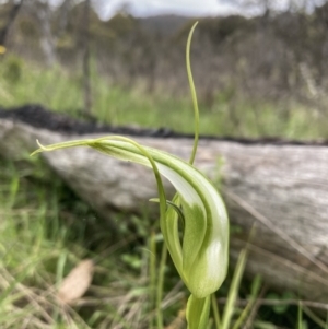 Pterostylis falcata at Paddys River, ACT - suppressed