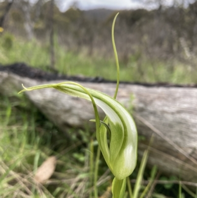 Pterostylis falcata (Sickle Greenhood) at Paddys River, ACT - 14 Dec 2021 by AnneG1