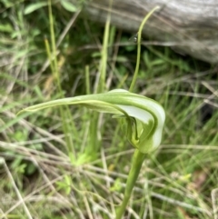 Pterostylis falcata at Paddys River, ACT - suppressed