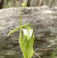 Pterostylis falcata at Paddys River, ACT - suppressed