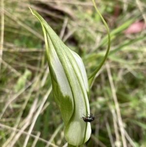 Pterostylis falcata at Paddys River, ACT - suppressed