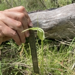 Pterostylis falcata at Paddys River, ACT - suppressed