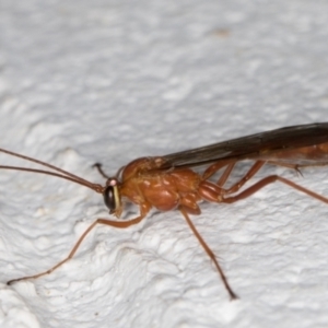 Ichneumonidae (family) at Melba, ACT - 14 Oct 2021