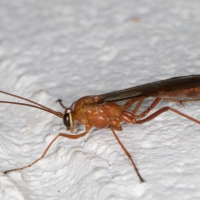 Ichneumonidae (family) (Unidentified ichneumon wasp) at Melba, ACT - 13 Oct 2021 by kasiaaus
