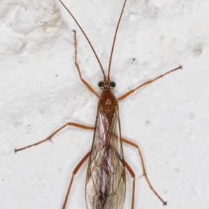 Ichneumonidae (family) at Melba, ACT - 14 Oct 2021 12:34 AM