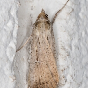 Lygephila fallax at Melba, ACT - 15 Oct 2021 10:50 PM