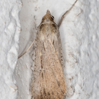 Lygephila fallax (Double-spotted Snout) at Melba, ACT - 15 Oct 2021 by kasiaaus