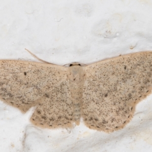 Scopula optivata at Melba, ACT - 16 Oct 2021 10:58 PM