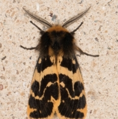 Spilosoma curvata (Crimson Tiger Moth) at Melba, ACT - 16 Oct 2021 by kasiaaus