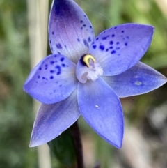 Thelymitra simulata at Paddys River, ACT - suppressed