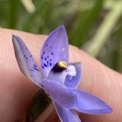 Thelymitra simulata at Paddys River, ACT - suppressed