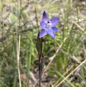 Thelymitra simulata at Paddys River, ACT - 14 Dec 2021