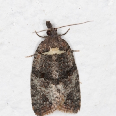 Rupicolana orthias (A tortrix or leafroller moth) at Melba, ACT - 16 Oct 2021 by kasiaaus