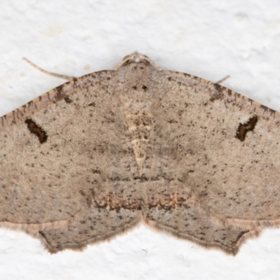 Dissomorphia australiaria (Dashed Geometrid, Ennominae) at Melba, ACT - 17 Oct 2021 by kasiaaus