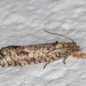 Isochorista (genus) at Melba, ACT - 17 Oct 2021