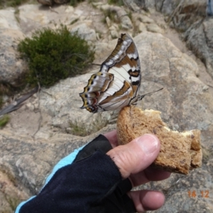 Charaxes sempronius at Tennent, ACT - 14 Dec 2021 12:53 PM