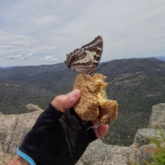 Charaxes sempronius at Tennent, ACT - 14 Dec 2021