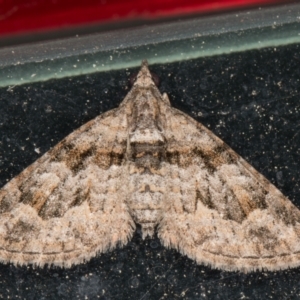 Phrissogonus laticostata at Melba, ACT - 16 Oct 2021