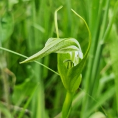 Pterostylis falcata (Sickle Greenhood) at Paddys River, ACT - 14 Dec 2021 by RobG1