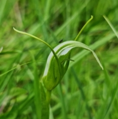 Pterostylis falcata at Paddys River, ACT - 14 Dec 2021