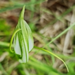 Pterostylis falcata at Paddys River, ACT - 14 Dec 2021