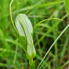 Pterostylis falcata at Paddys River, ACT - 14 Dec 2021