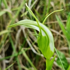 Pterostylis falcata at Paddys River, ACT - 14 Dec 2021