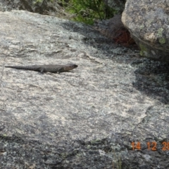 Egernia cunninghami (Cunningham's Skink) at Namadgi National Park - 14 Dec 2021 by GirtsO