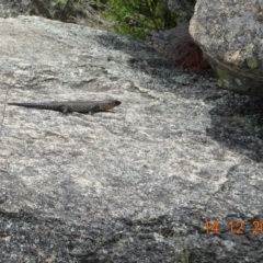 Egernia cunninghami (Cunningham's Skink) at Tennent, ACT - 14 Dec 2021 by GirtsO
