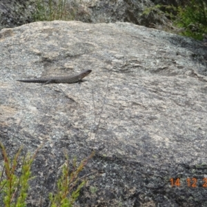 Egernia cunninghami at Tennent, ACT - 14 Dec 2021