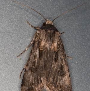 Agrotis munda at Melba, ACT - 17 Oct 2021 08:52 PM