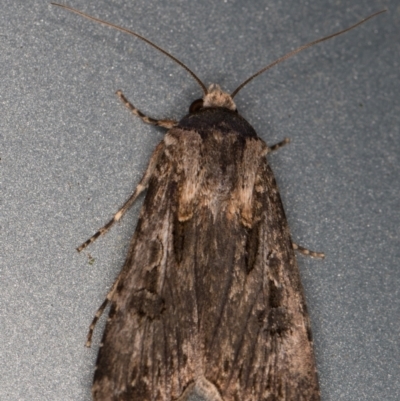 Agrotis munda (Brown Cutworm) at Melba, ACT - 17 Oct 2021 by kasiaaus