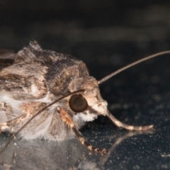 Agrotis munda at Melba, ACT - 17 Oct 2021 08:52 PM