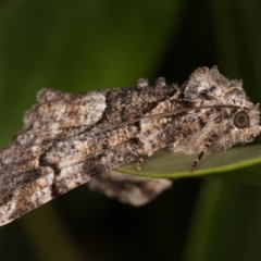 Gastrina cristaria (Wave-lined Geometrid) at Melba, ACT - 17 Oct 2021 by kasiaaus