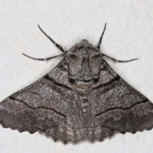 Hypobapta (genus) at Melba, ACT - 17 Oct 2021 11:02 PM