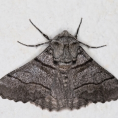 Hypobapta (genus) (A Geometer moth) at Melba, ACT - 17 Oct 2021 by kasiaaus