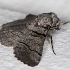 Hypobapta (genus) at Melba, ACT - 17 Oct 2021 11:02 PM