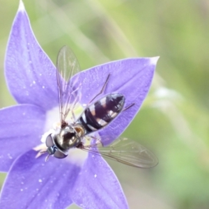 Melangyna sp. (genus) at Paddys River, ACT - 14 Dec 2021