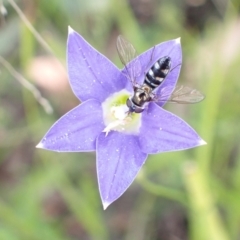 Melangyna sp. (genus) at Paddys River, ACT - 14 Dec 2021