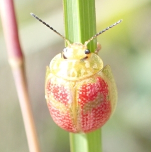 Paropsisterna fastidiosa at Paddys River, ACT - 14 Dec 2021