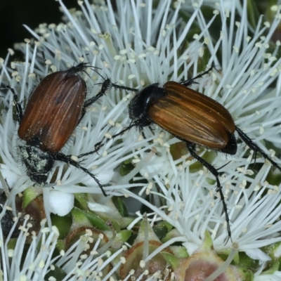 Phyllotocus rufipennis (Nectar scarab) at QPRC LGA - 12 Dec 2021 by jbromilow50