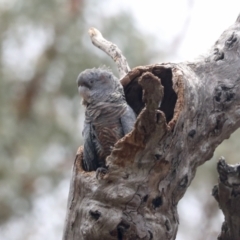 Callocephalon fimbriatum (Gang-gang Cockatoo) at GG265 - 14 Dec 2021 by AlisonMilton