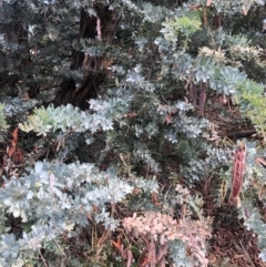 Acacia baileyana (Cootamundra Wattle, Golden Mimosa) at Canberra, ACT - 13 Dec 2021 by Dora