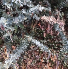 Acacia baileyana at Canberra, ACT - 13 Dec 2021