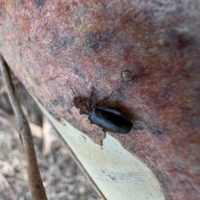 Demetrida sp. (genus) (Bark carab beetle) at Murrumbateman, NSW - 14 Dec 2021 by SimoneC