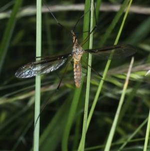 Leptotarsus (Macromastix) costalis at Urila, NSW - 12 Dec 2021